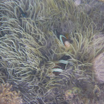 P1100442.JPG