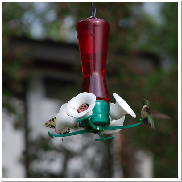 Hummingbird 6