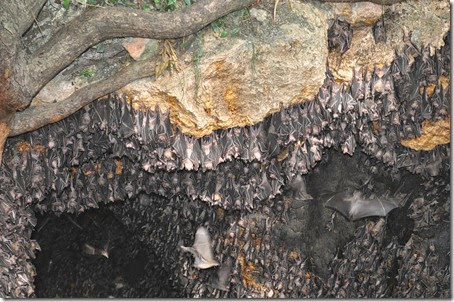 Philippines Davao Samal Bat colony 131002_0064