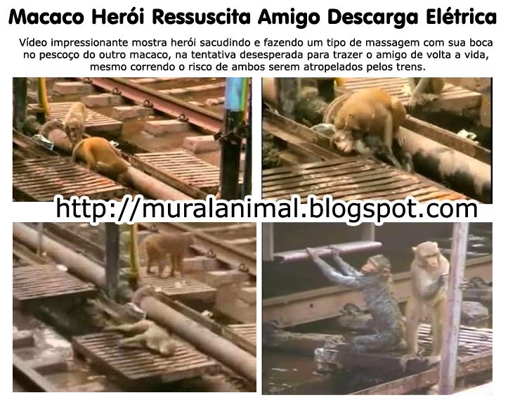 [macaco_heroi%255B3%255D.jpg]