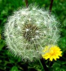 [dandelion%255B4%255D.jpg]