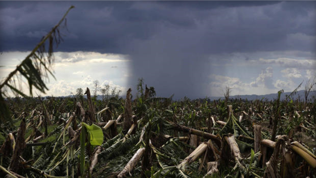 A rare cloud formation is seen amidst destroyed banana plantation four days after Typhoon Bopha left hundreds of people killed and rendered extensive damage to agriculture at Montevista township, Compostela Valley in southern Philippines Saturday, 8 December 2012. Search and rescue operations following the typhoon that killed at least 600 people and left several hundred more missing and tens of thousands homeless have been hampered in part because many residents of this ravaged farming community are too stunned to assist recovery efforts, an official said Saturday. Bullit Marquez / AP Photo