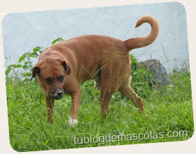 Nombres para perro: ¿Canelo, patitas, orejas? Nombres para perro: ¿Canelo, patitas, orejas?