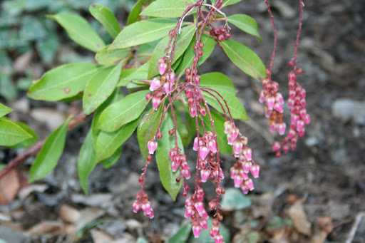 Aptly named ‘Valley Valentine,’ this pink Pieris blooms around Valentine's Day. Aptly named ‘Valley Valentine,’ this pink Pieris blooms around Valentine's Day.