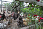 The chickens' combs and waddles are bright red!