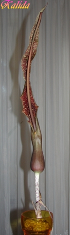 [image%255B45%255D.png]