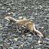 Killdeer.dscn8123