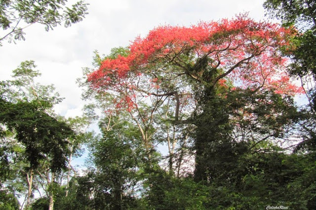 En forêt, environs de Colider (Mato Grosso, Brésil), 29 avril 2012. Photo : Cidinha Rissi