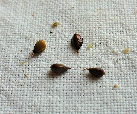 [JIndigo%2520seed2%255B3%255D.jpg]