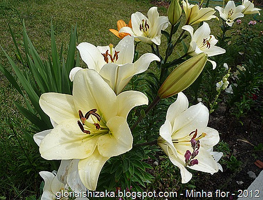 Gloria Ishizaka - minha flor 2