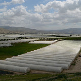Jordan Valley - Cultures sous serres (3).JPG