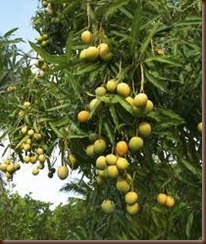 mango tree