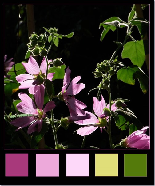 malva malva