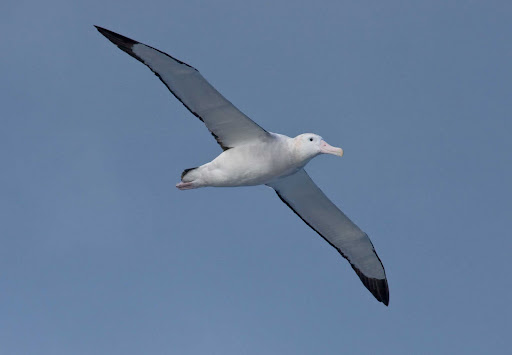 Albatross+in+antarctica