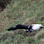 Young Albatross Stretching Its Wing - Otago Peninsula, New Zealand