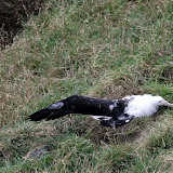 Young Albatross Stretching Its Wing - Otago Peninsula, New Zealand