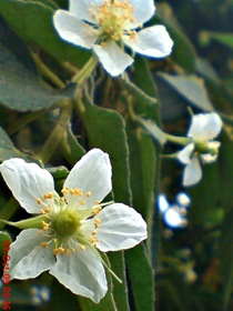 Strawberry Tree or Ceri (Muntingia calabura) flower_3