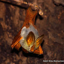 Yellow-winged Bat