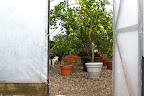It's good to see that all of the citrus trees are neatly lined up and have a lot of room to grow.  Check out the size of those lemons at the entrance.  I think they are Ponderosa lemons, which are thought to be a hybrid of a lemon and a citron.