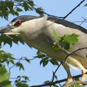 Black-crowned Night Heron