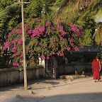 DSC_8247.jpg