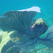  Snorkel Buck Island Reef 