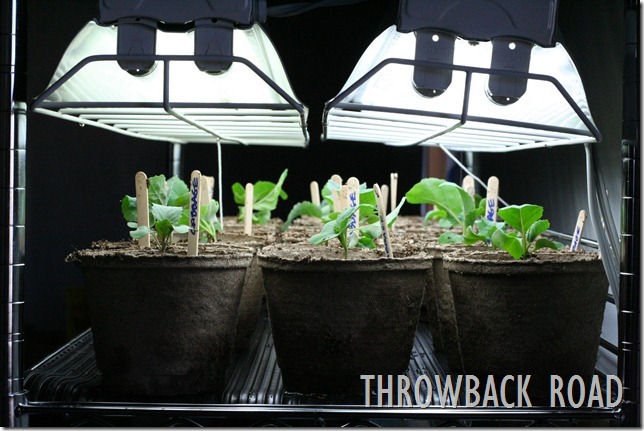 transplanting seedlings 042