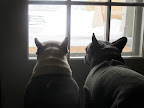 You're right, Sharkey.  Who would want to go out there when it's so gray and uninviting? 2