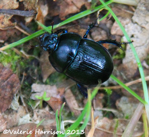 [28-dor-beetle%255B2%255D.jpg]