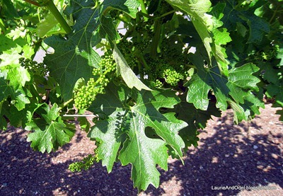 Baby Grapes