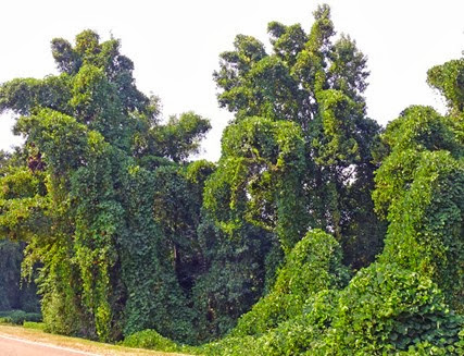 Kudzu5