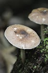 DSC_0186.JPG