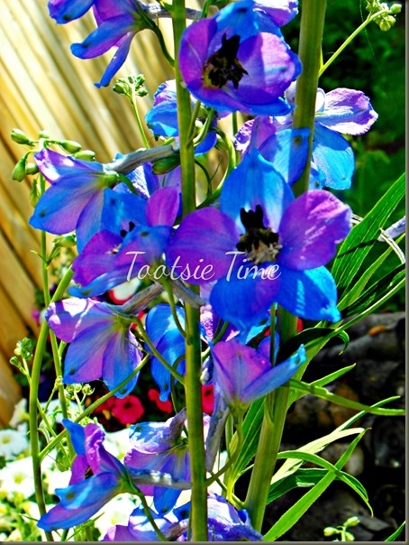 BeFunky_073.jpg BeFunky_073.jpg
