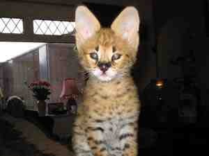[serval-kitten-for-sale%255B3%255D.jpg]