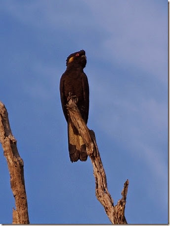 M'borough Yellow Tailed Black Cockatoo Tinana 5 May 14 v.4