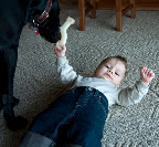 Audrey and Starla "playing".  This is actually fantastic because Starla is extremely patient and careful around Audrey.  Here, she didn't move until Audrey let go.