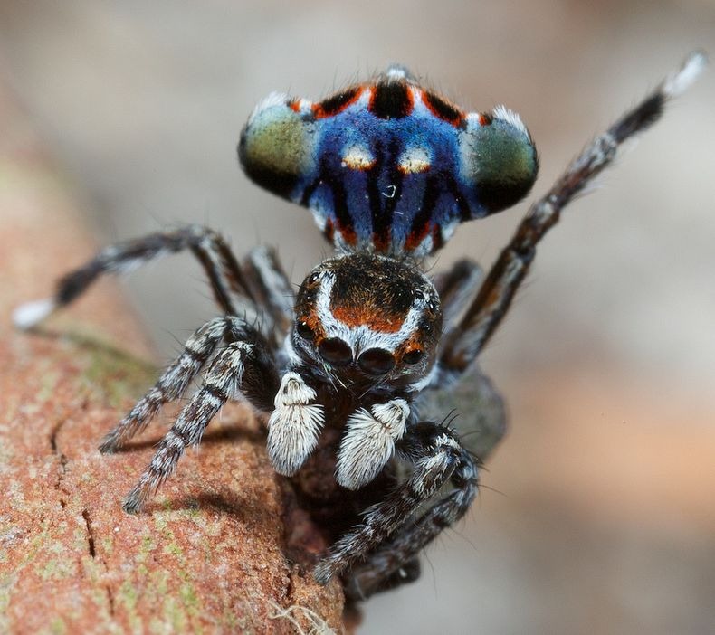 peacock-spider-0 peacock-spider-0