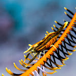 Shrimp in feather sea star