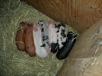 Baby pigs know how to keep warm.