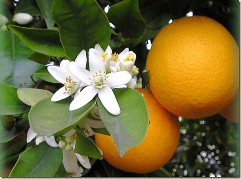 flor de naranja