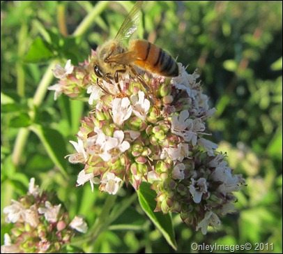 honeybee on oregano0603 (4)
