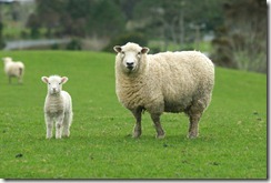wool wool