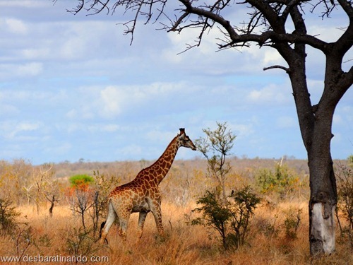 animais national geographic desbaratinando  (17)