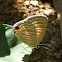 Common Cerulean