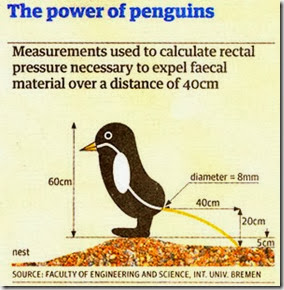 a114_penguin