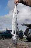 Baracuda