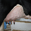 superleite2011_dia1507_96.JPG