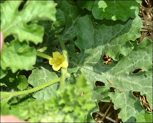 watermelon blossoms