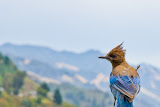 Jay - Highway One, California
