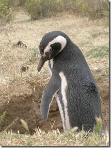 pinguino de magallanes pinguino de magallanes